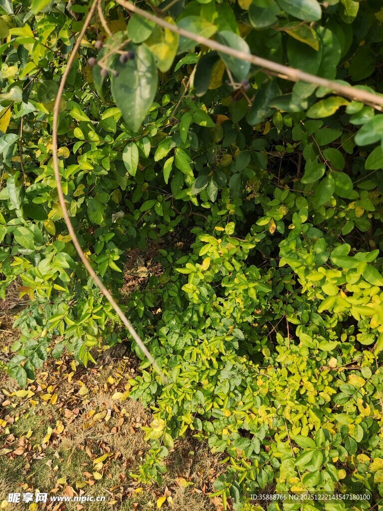 绿意盎然的繁茂植物