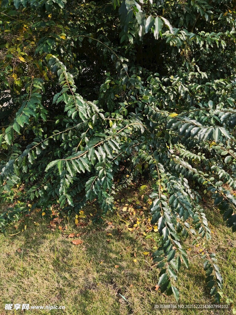 茂盛绿植展现自然生机