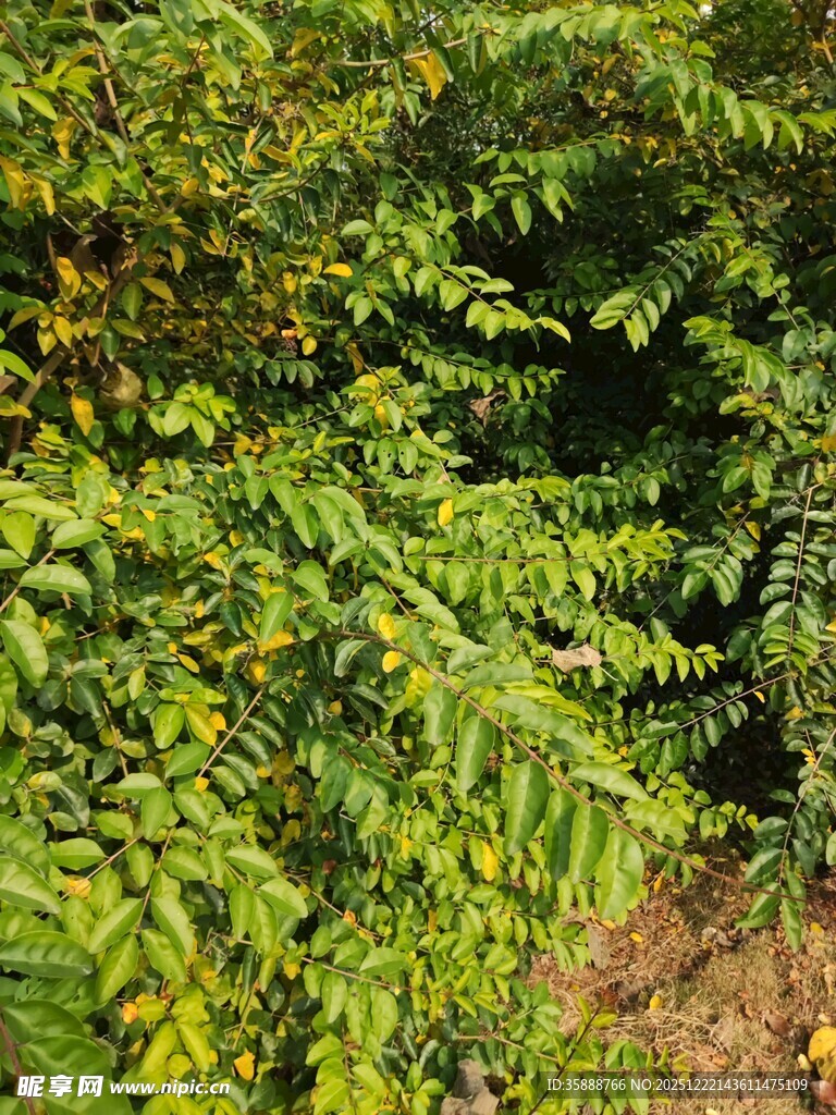 茂密绿意盎然的繁茂植物