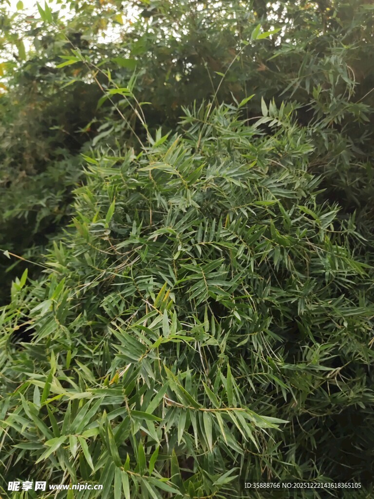 翠绿繁茂的竹林景象