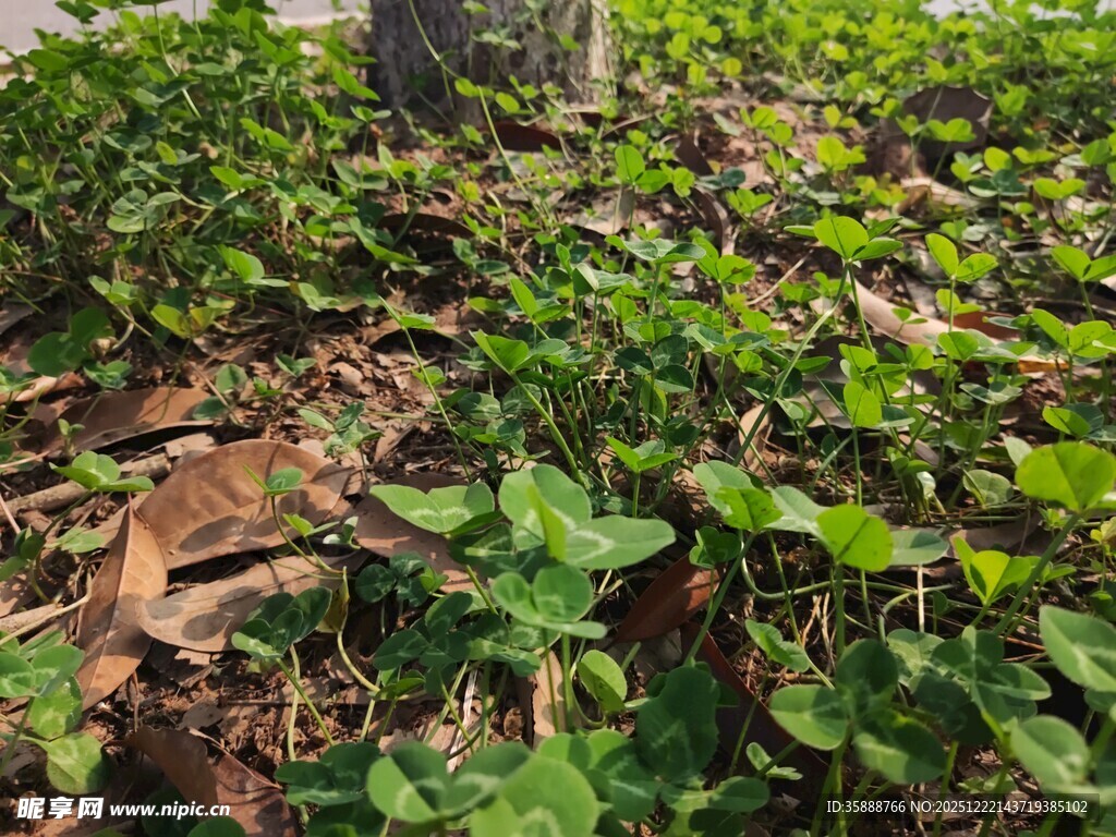 地面繁茂绿植景象