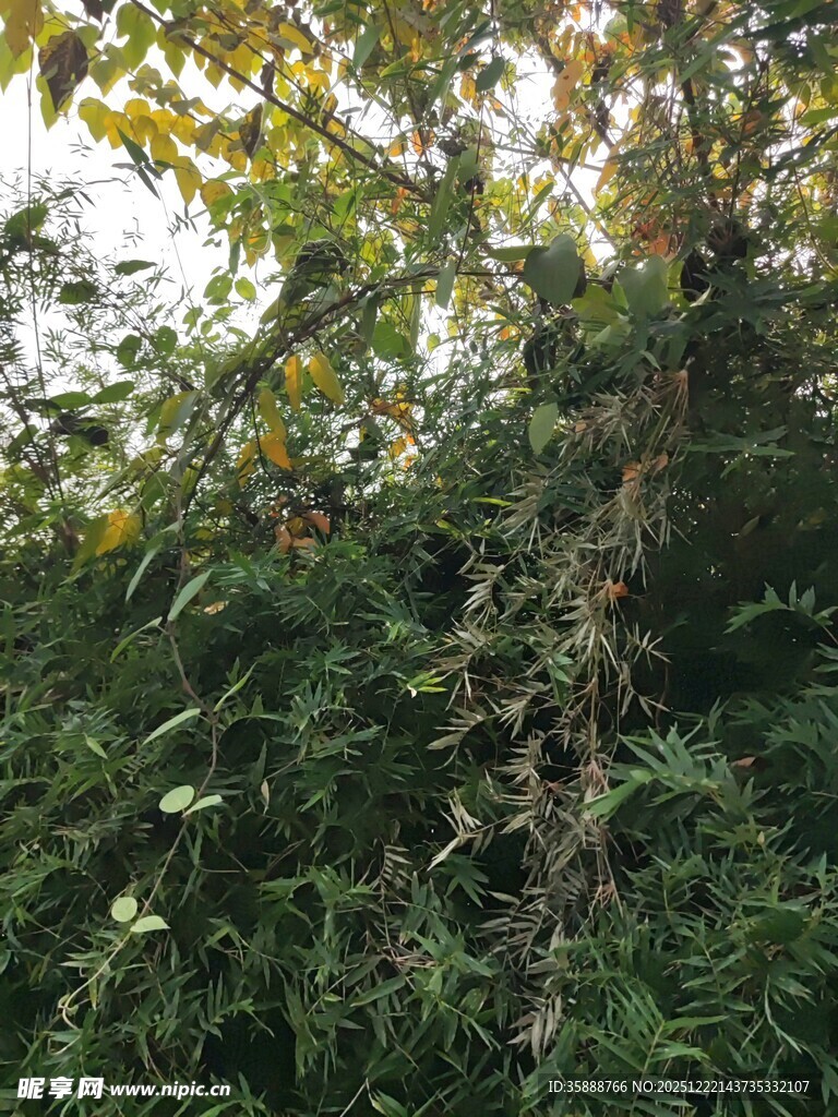 繁茂绿植中的树木景象