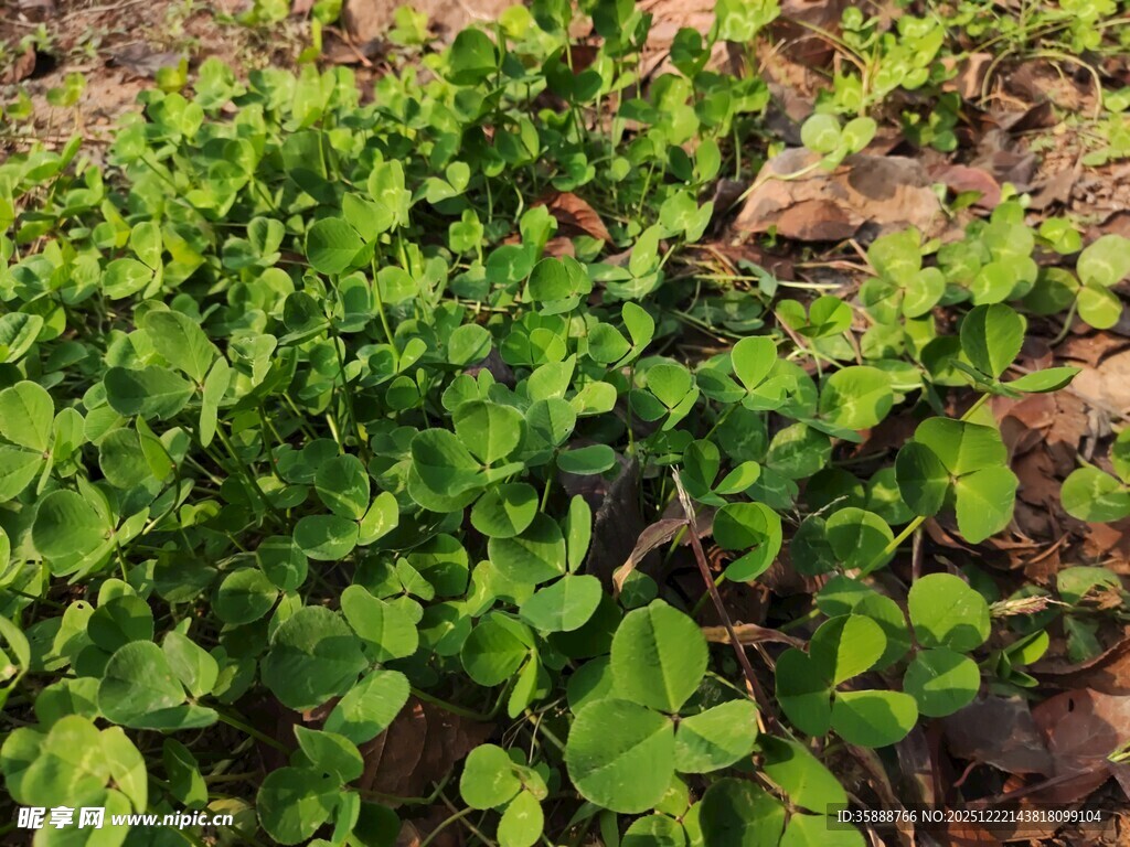 田间嫩绿的植物