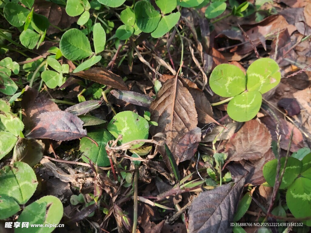 地面上的多样植物叶片