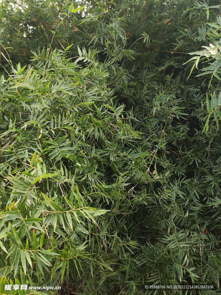 茂密翠绿的竹林景观