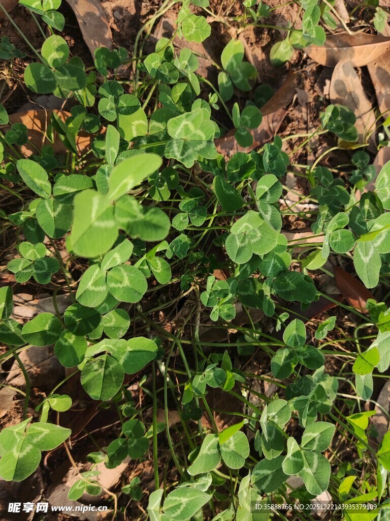 绿叶间的生机盎然