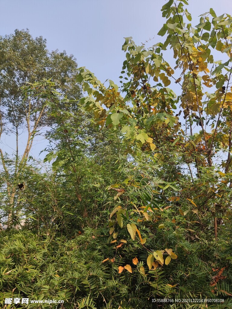 秋日林间繁茂绿植景象