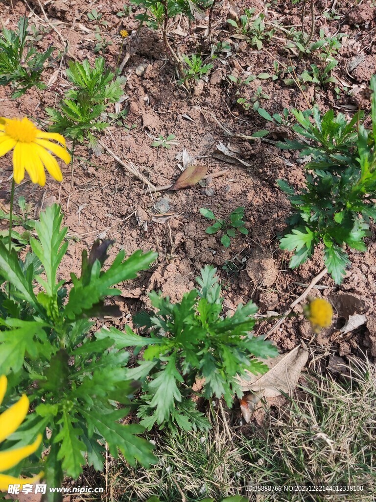 地上绽放的黄色小花