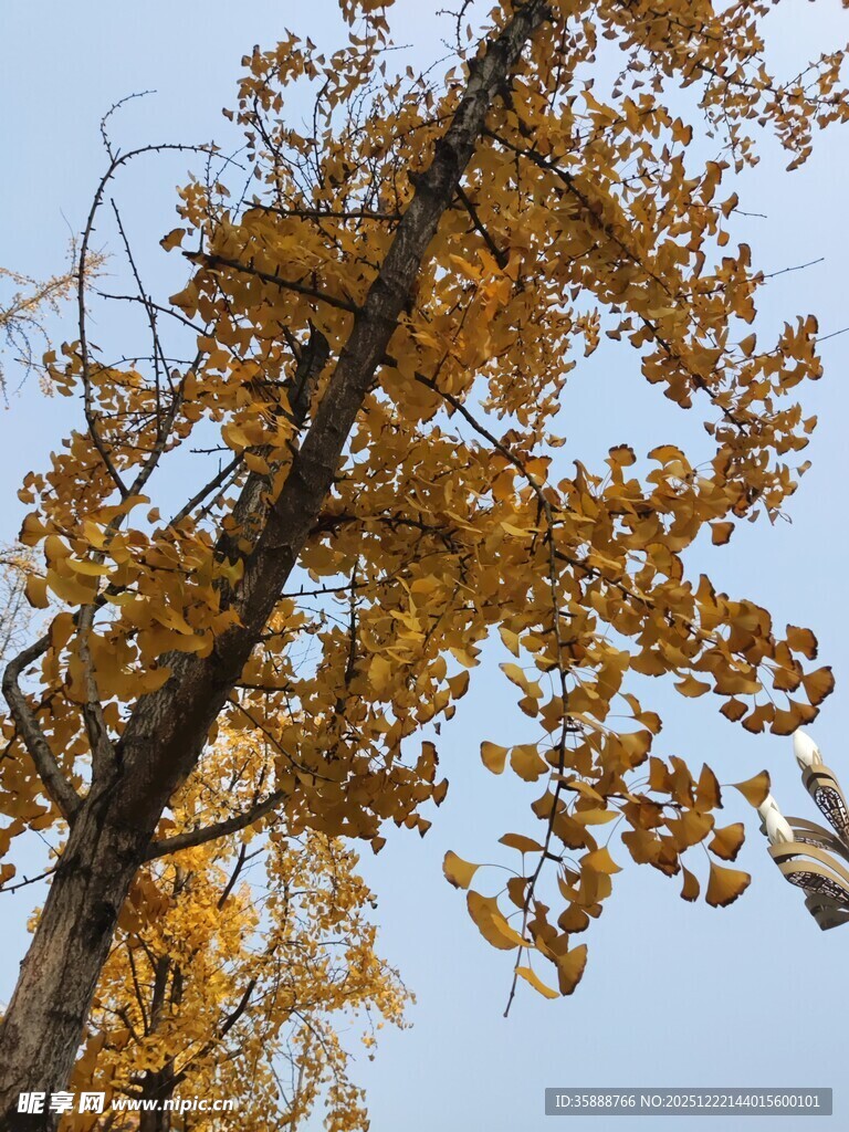 秋日银杏树枝叶金黄