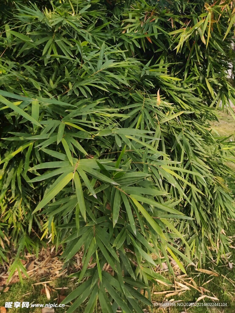 翠绿竹叶繁茂植物景象