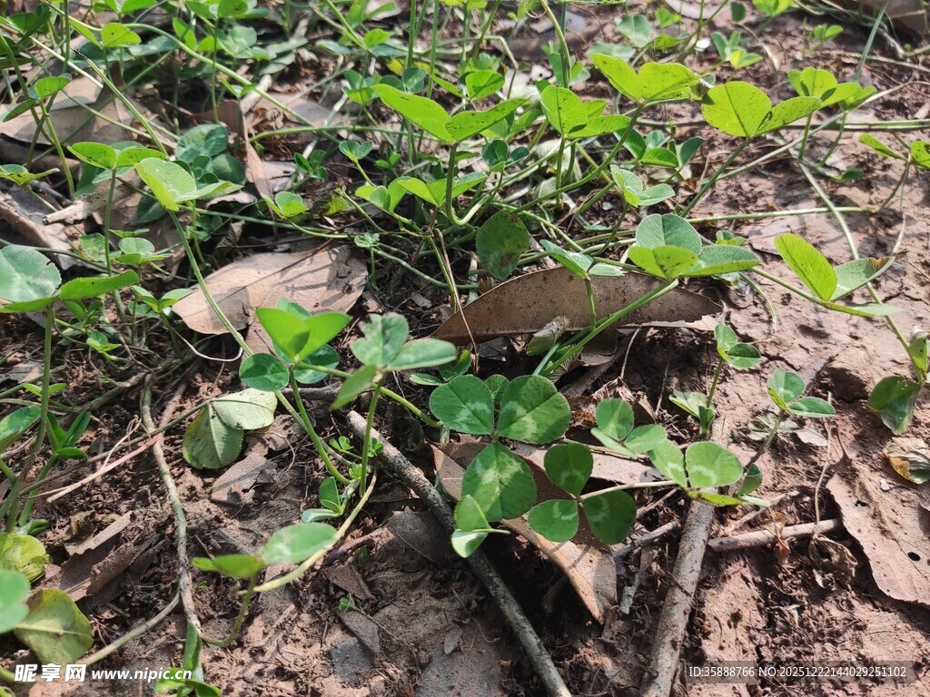 地面的绿色植物与枯叶