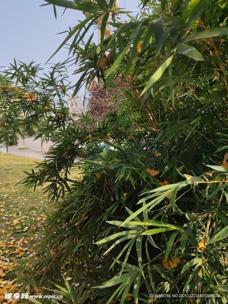 竹林边的绿意景致