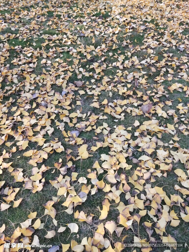 地面铺满金黄落叶