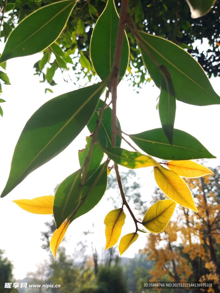 枝头黄绿相间的清新树叶