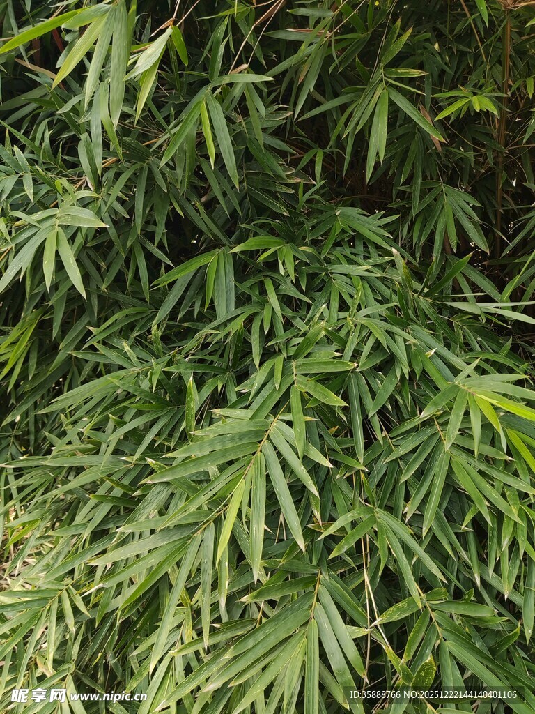 翠绿繁茂的羽状叶片植物