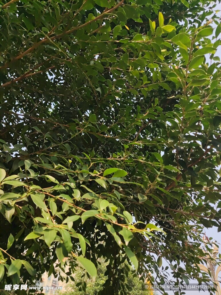 繁茂绿植的自然景致