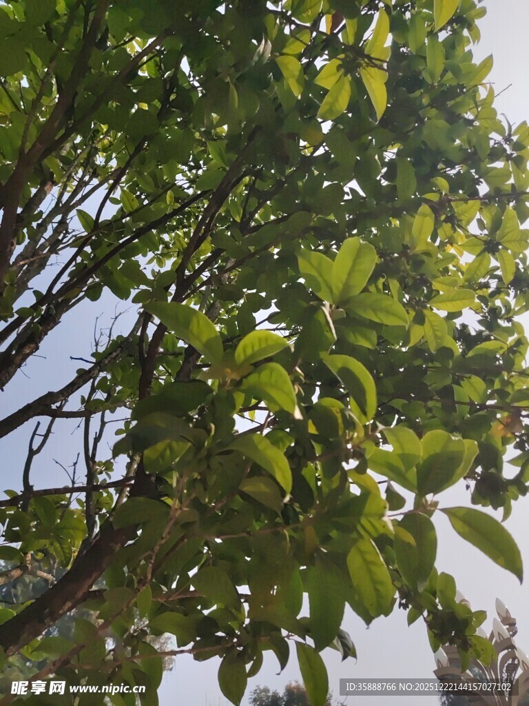 繁茂绿叶展现自然生机