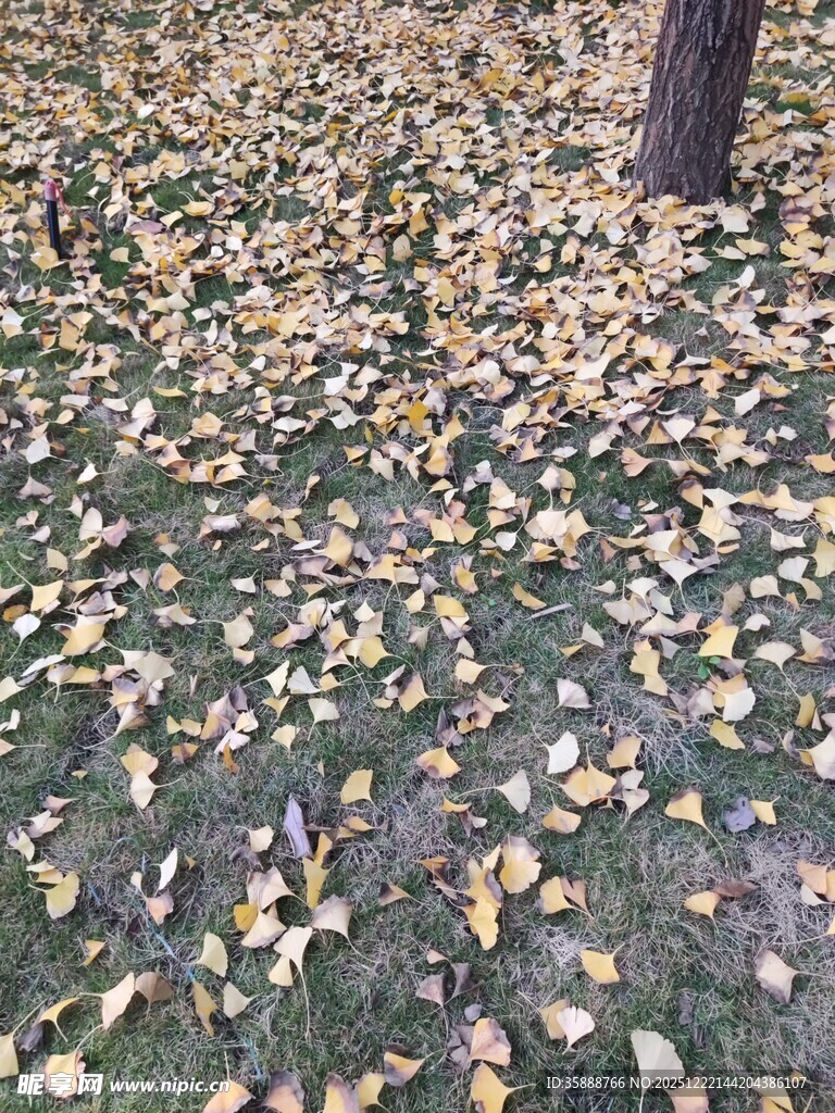 地面铺满金黄银杏落叶