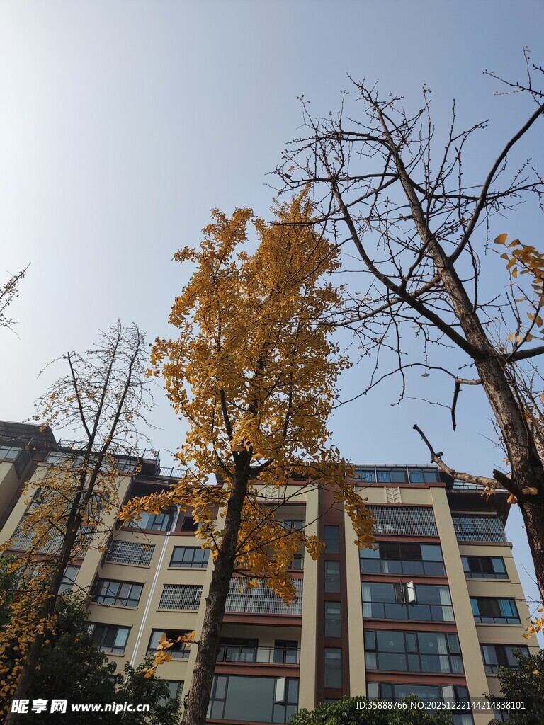 秋日黄叶映衬下的建筑