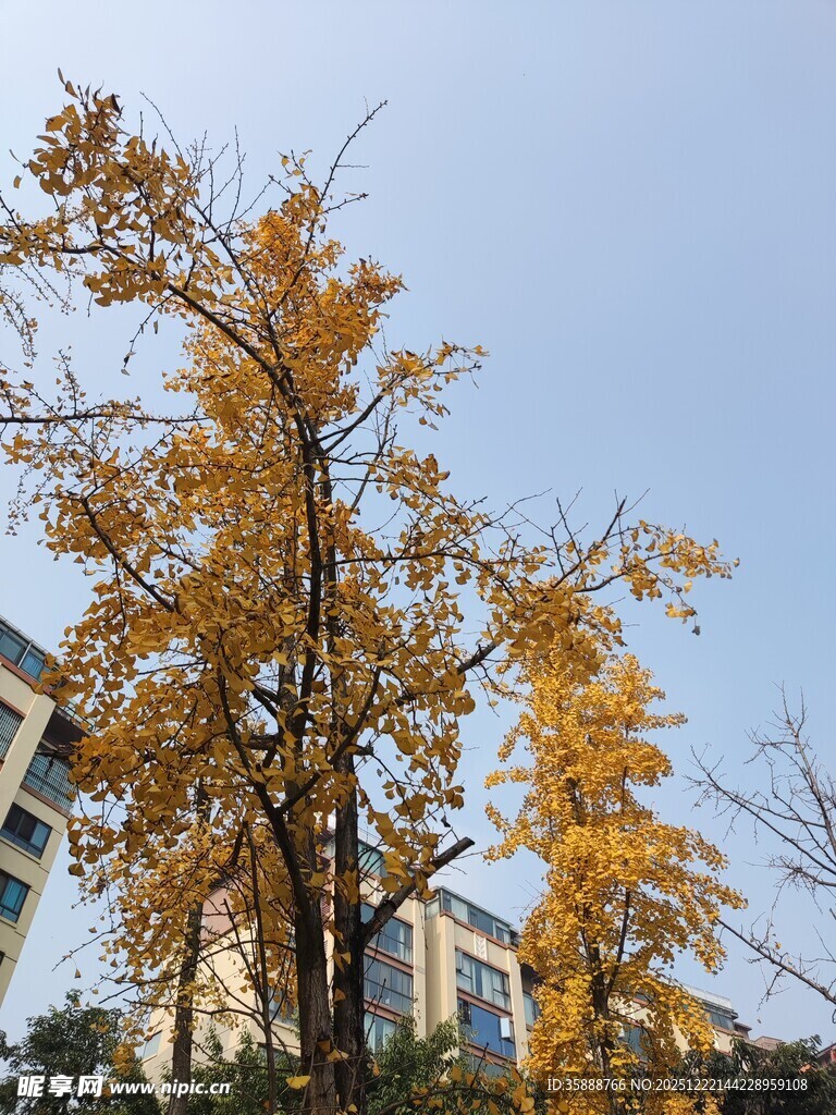 秋日金黄银杏树