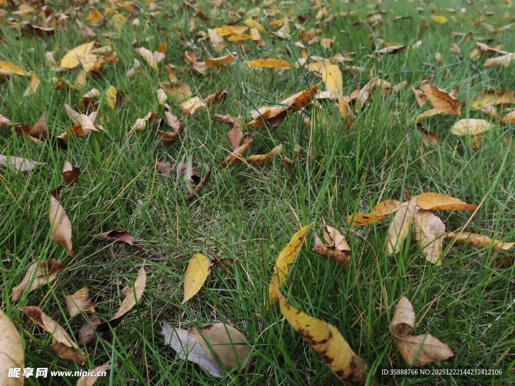 秋日草地散落枯黄树叶