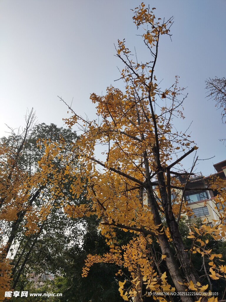 秋日银杏金黄满树