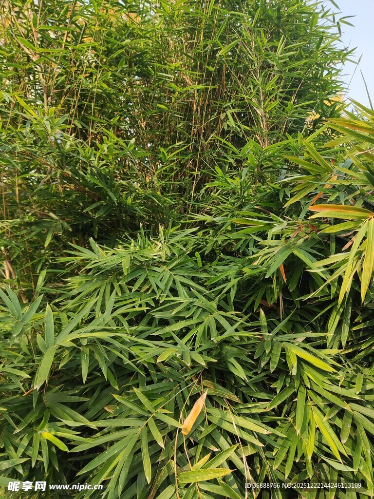 翠绿繁茂的竹林景观