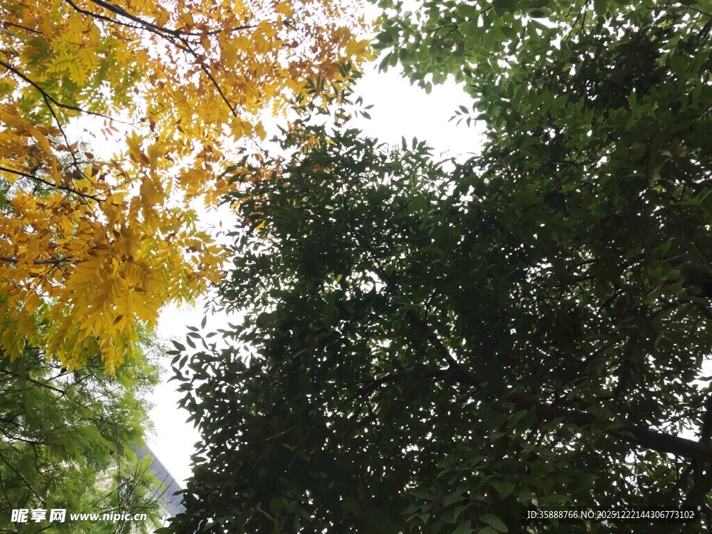 秋日林间树梢斑斓景致