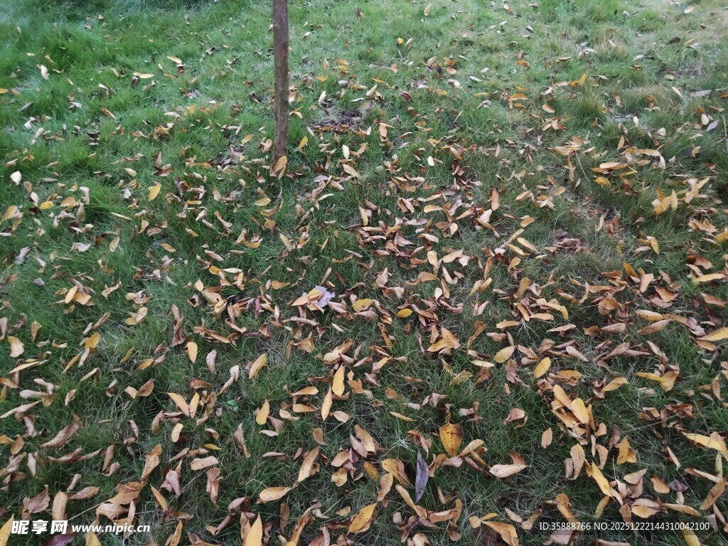 地面上的枯黄落叶