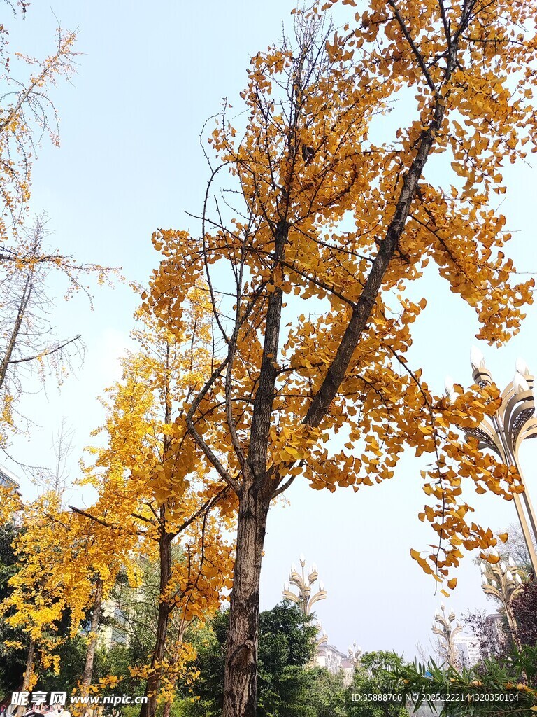 秋日金黄银杏树枝美景