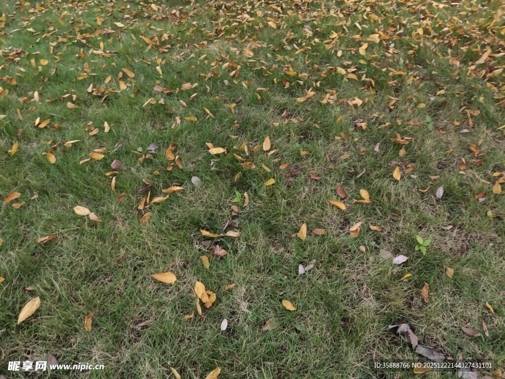 草地上的散落黄叶