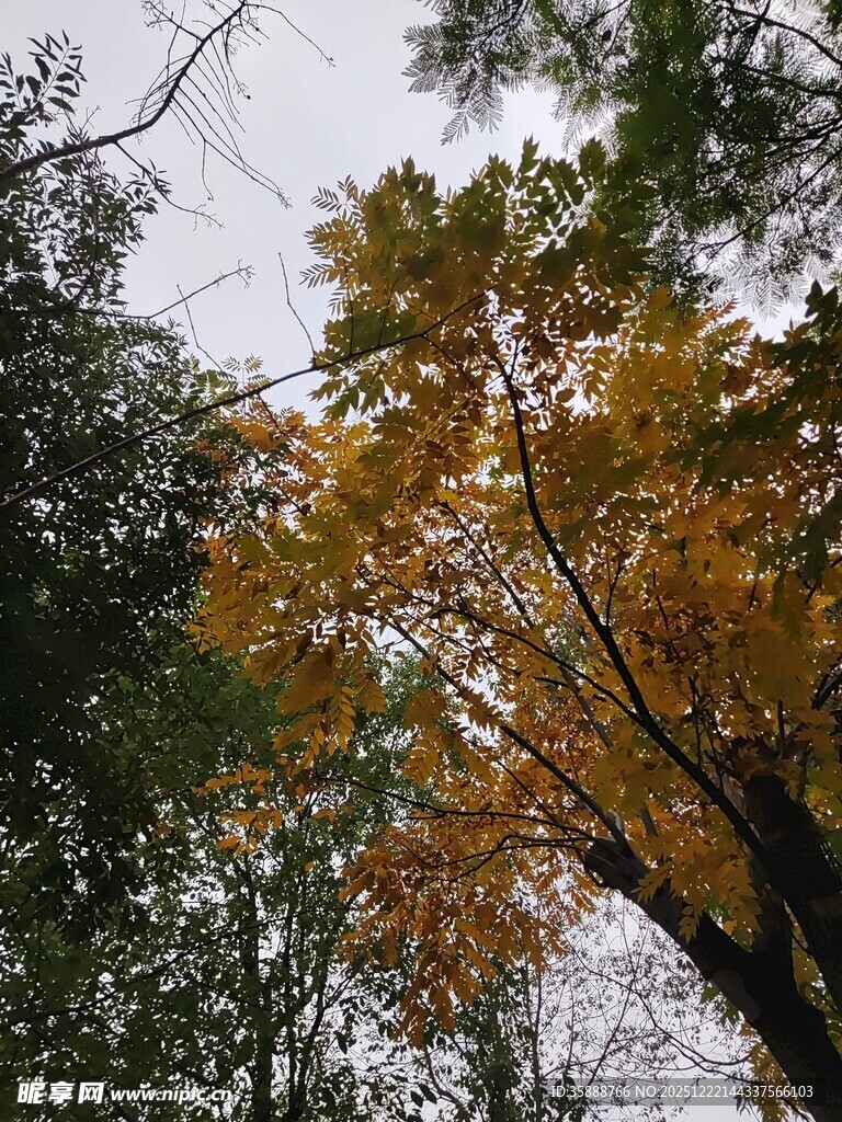 秋日林间斑斓树梢