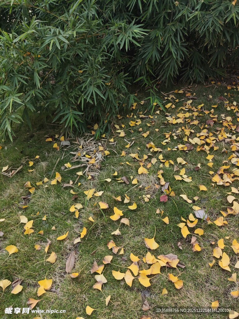 落叶铺地绿植相伴秋景