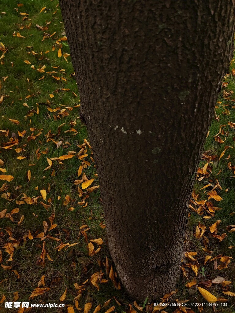 树下落叶环绕的树干