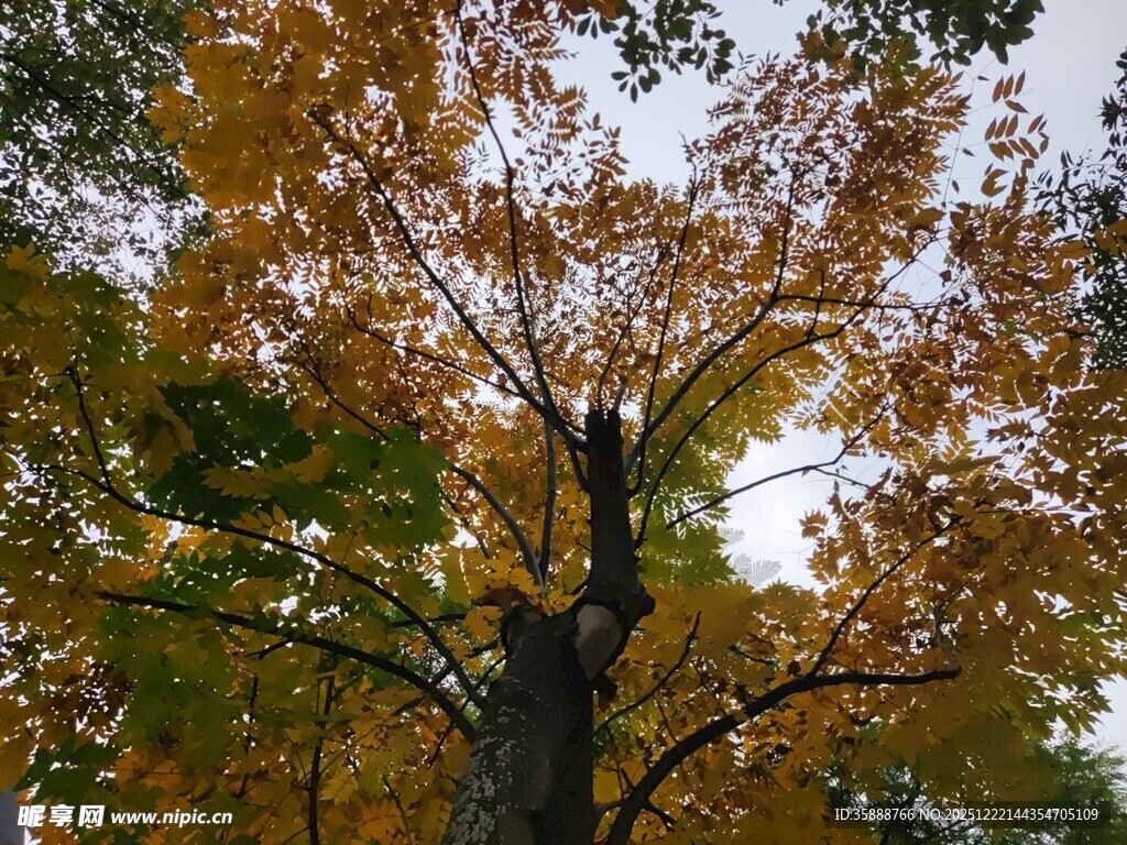 秋日斑斓树冠景象