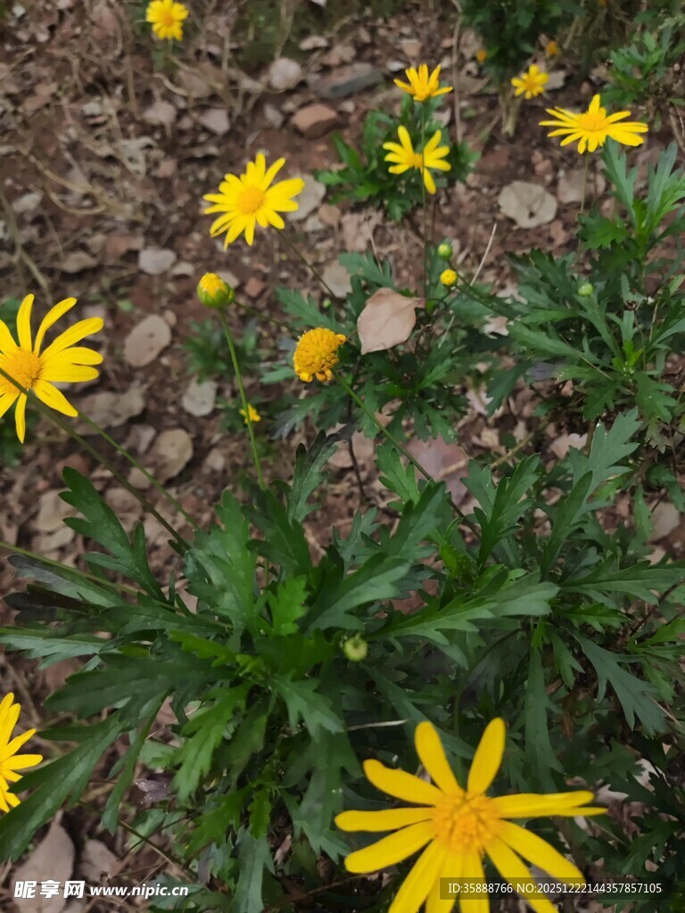 黄色小花绽放于碎石间