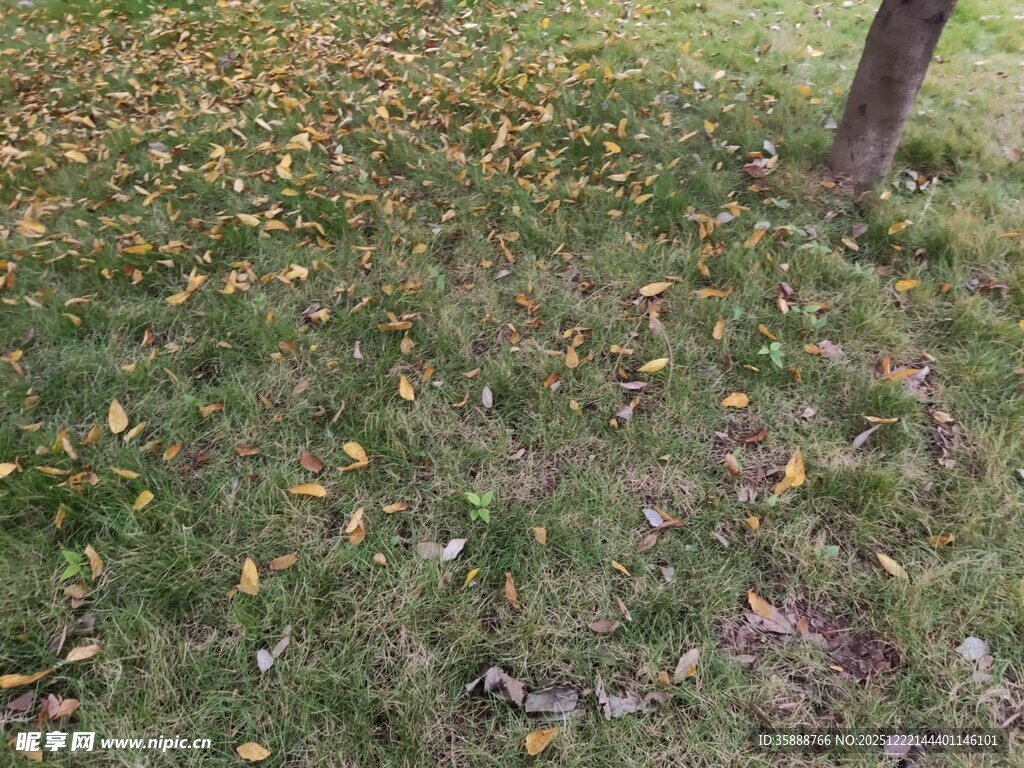 草地旁树干下的散落黄叶