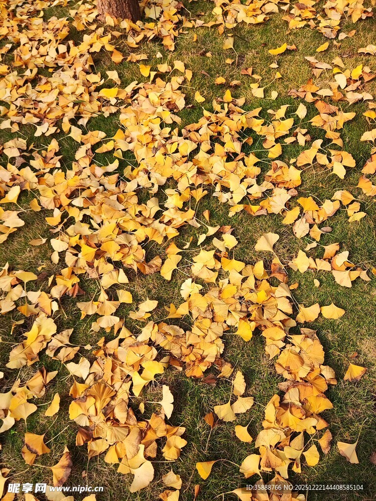 秋日满地金黄落叶