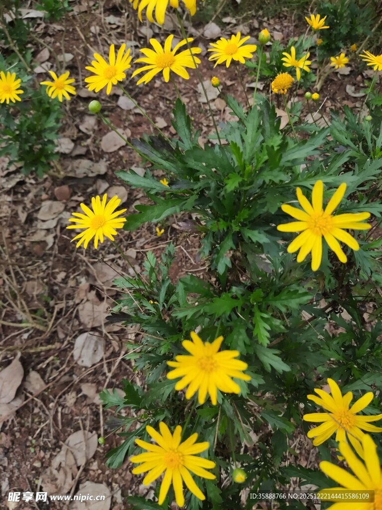 地上绽放的黄色小花