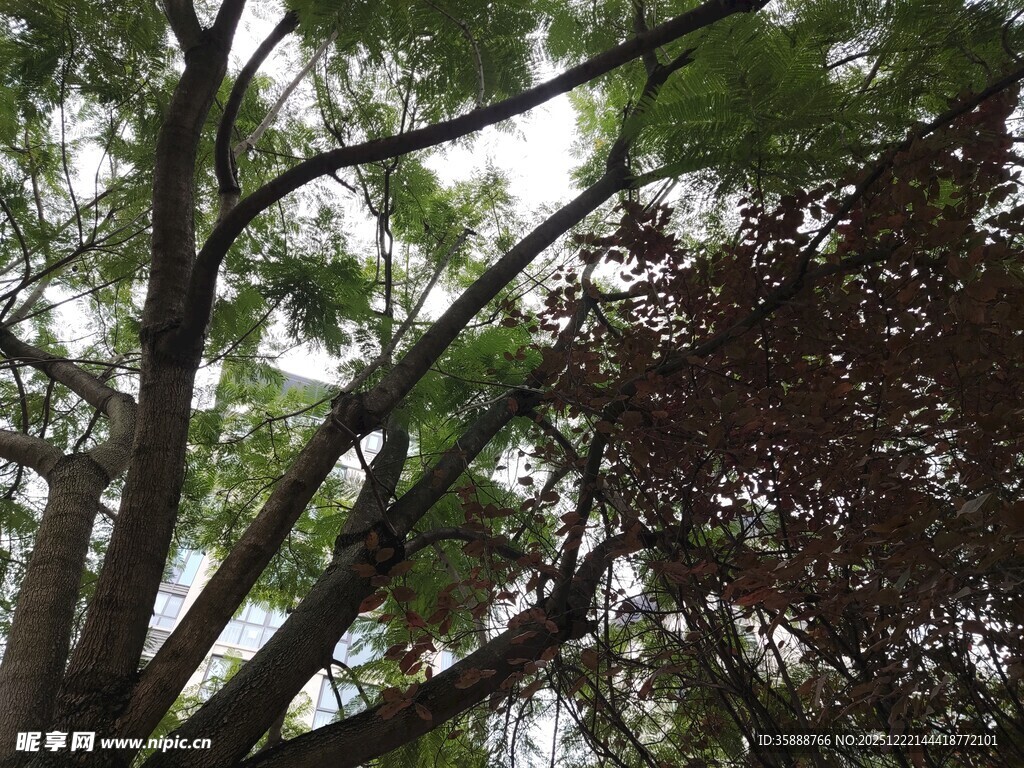 仰视繁茂树木枝叶景观