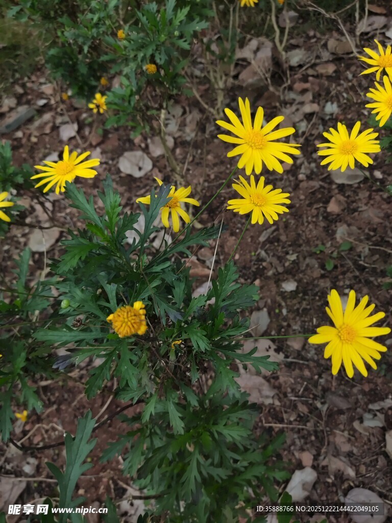 地面绽放的黄色小花