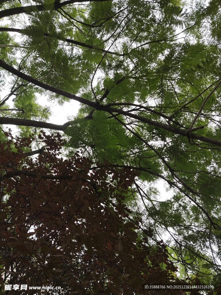 透过枝叶看天空