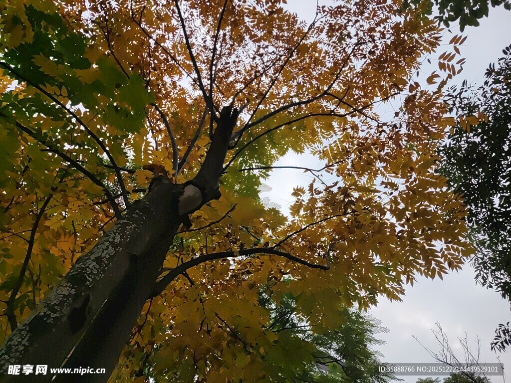 秋日斑斓树木仰视景象