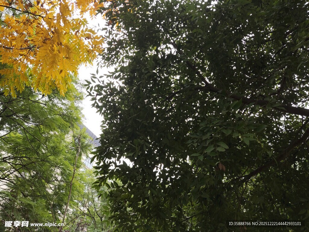 林间光影秋意初显