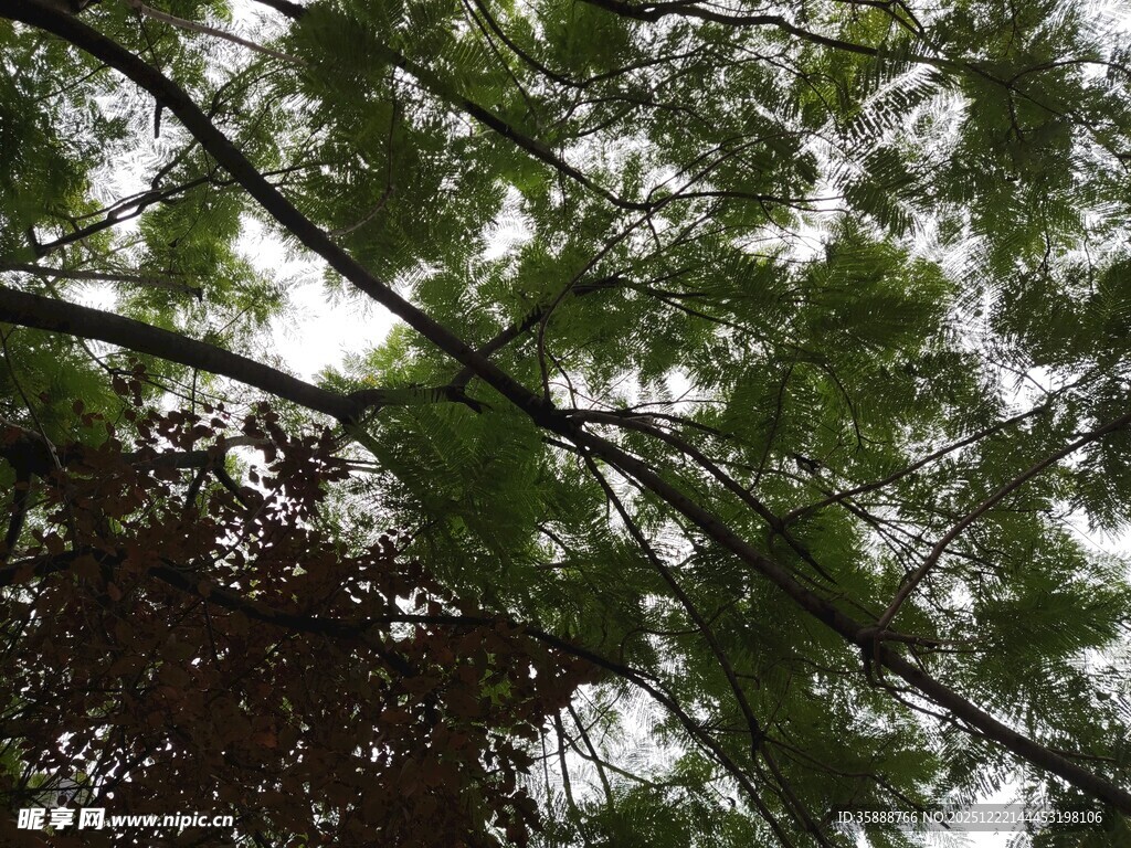 茂密枝叶下的天空一角