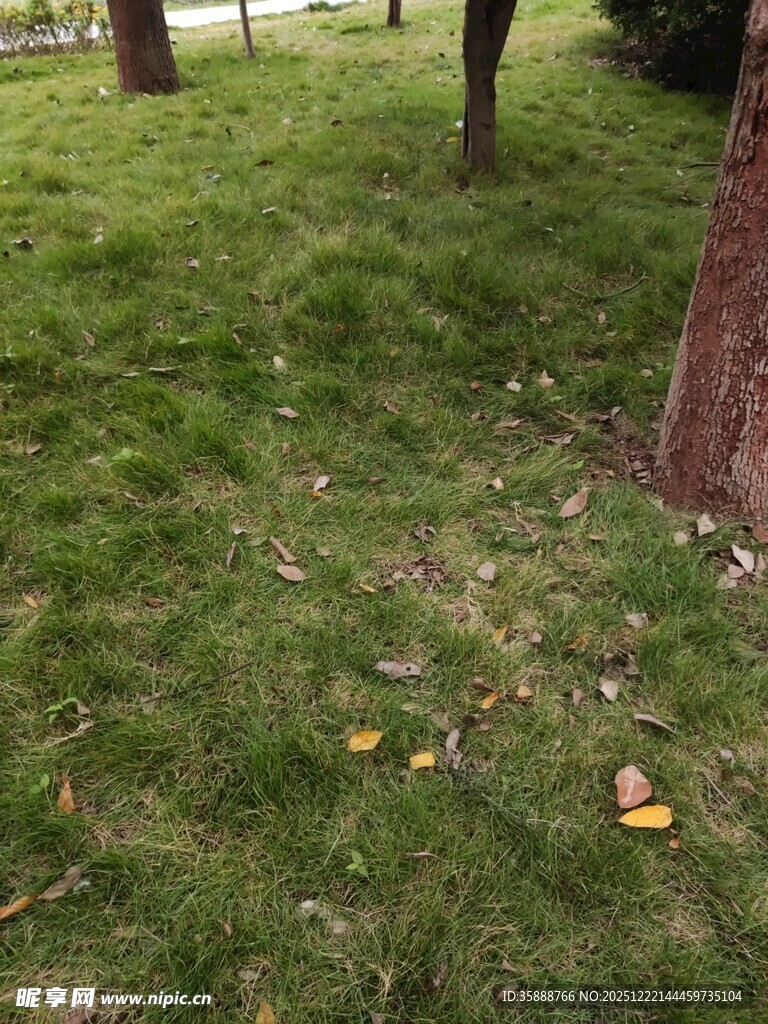 草地旁树干下的散落黄叶