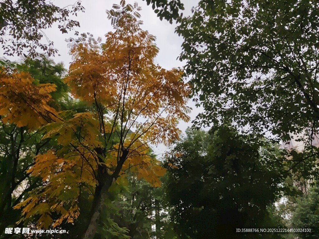 秋日林间斑斓树木景色