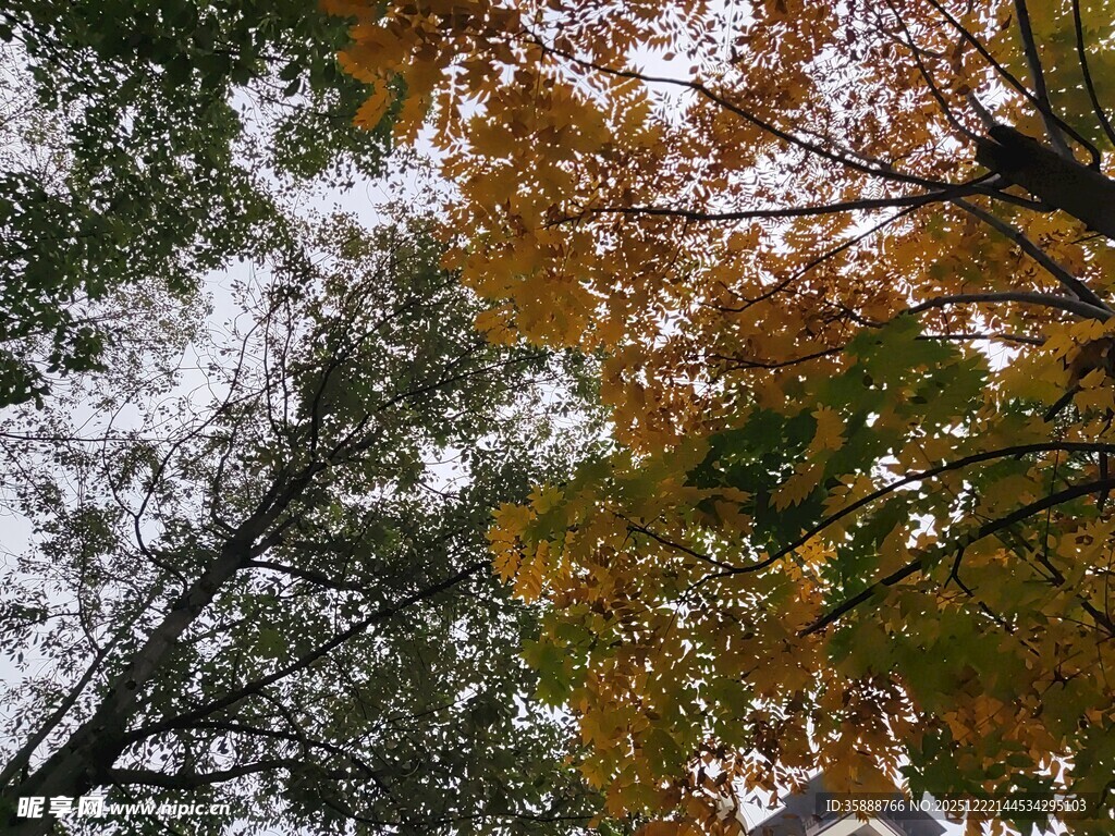 秋日林间斑斓树冠