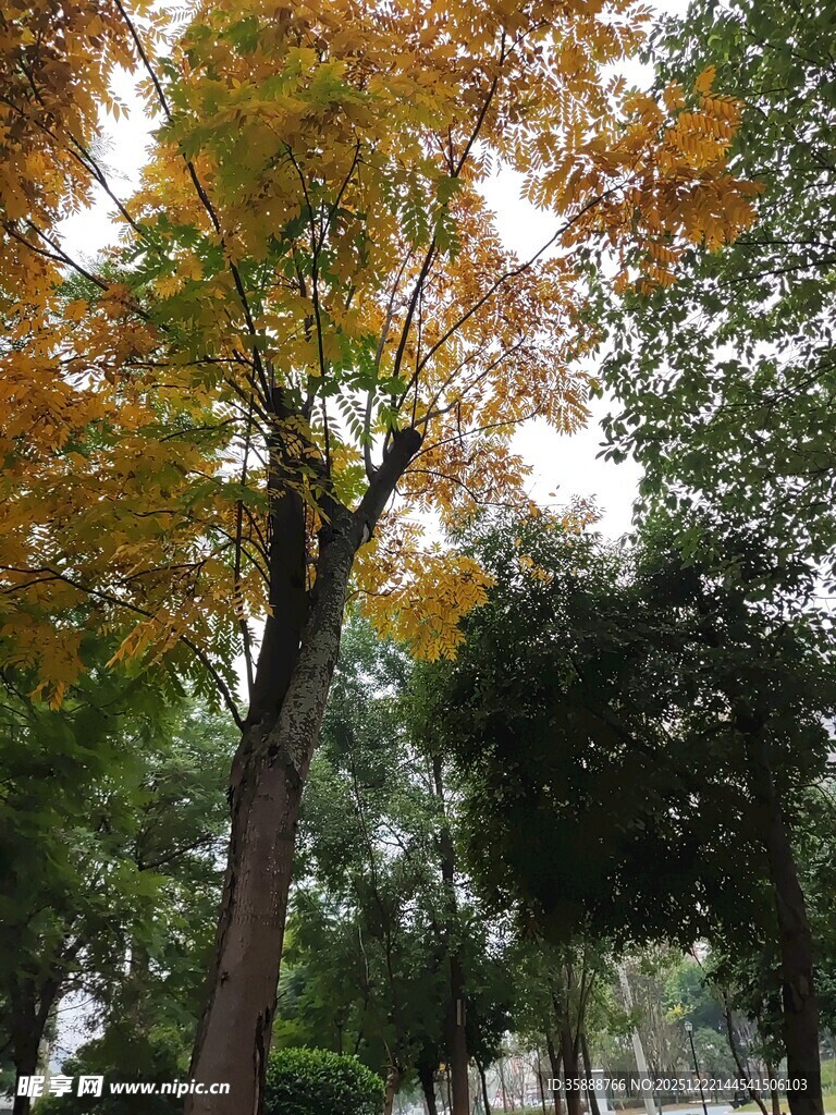 秋日斑斓树林美景