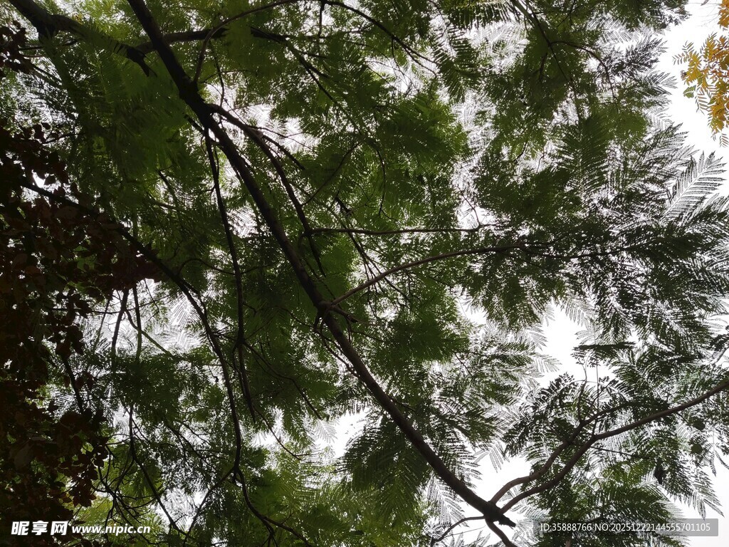 茂密枝叶下的天空一角